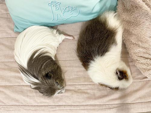 寝ころぶ2匹