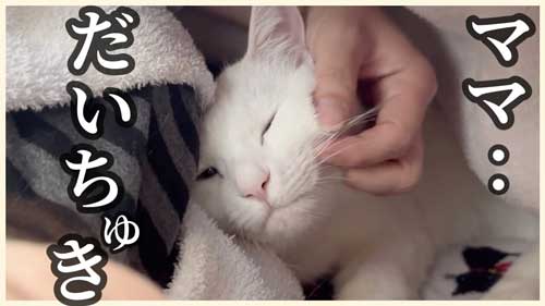 体調の悪い飼い主に寄り添う猫たち