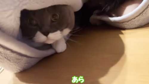 体調の悪い飼い主に寄り添う猫たち