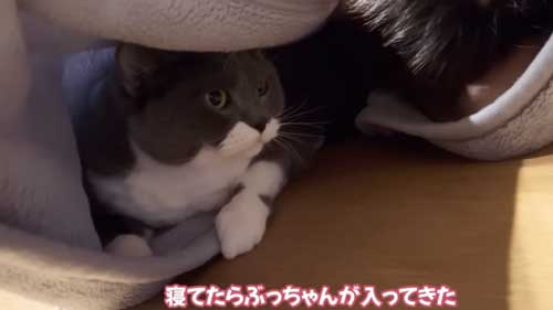 体調の悪い飼い主に寄り添う猫たち