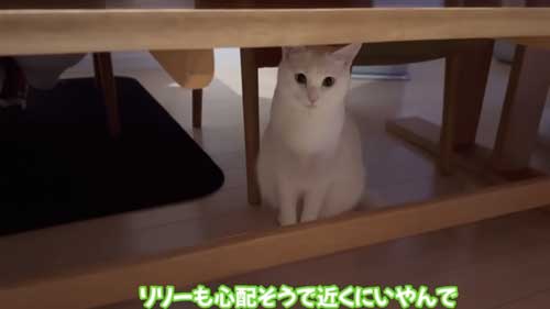 体調の悪い飼い主に寄り添う猫たち