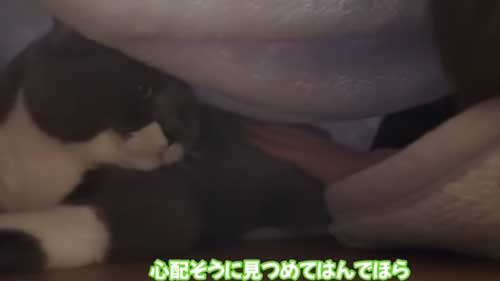 体調の悪い飼い主に寄り添う猫たち