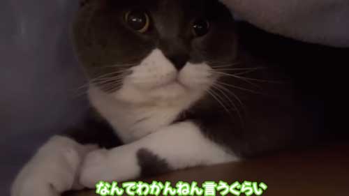 体調の悪い飼い主に寄り添う猫たち