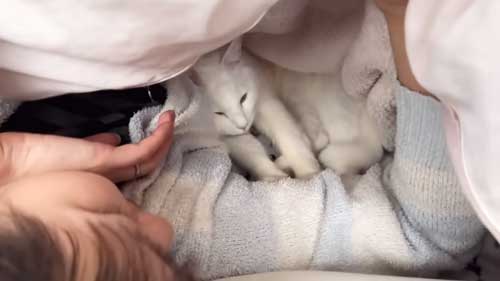 体調の悪い飼い主に寄り添う猫たち