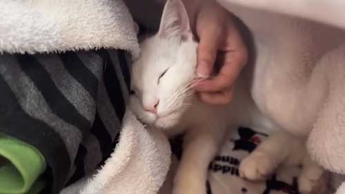 体調の悪い飼い主に寄り添う猫たち