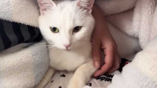 体調の悪い飼い主に寄り添う猫たち