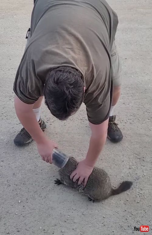頭にビンがはまってしまった動物を救助