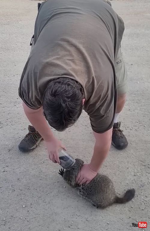 頭にビンがはまってしまった動物を救助