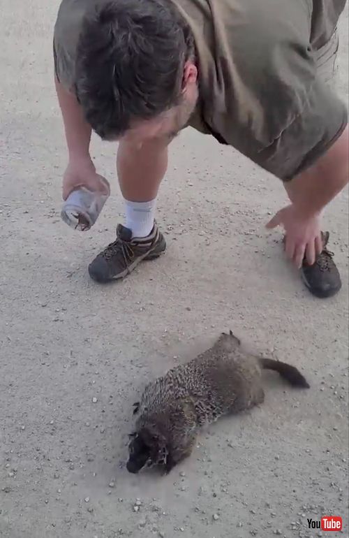 頭にビンがはまってしまった動物を救助