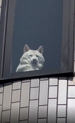 外から見た窓際の犬少し近く