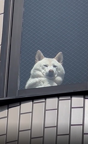外から見た窓際の犬アップ