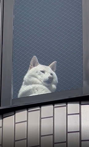 外から見た窓際の犬遠く見てる