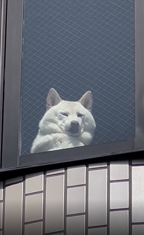 外から見た窓際の犬アップ