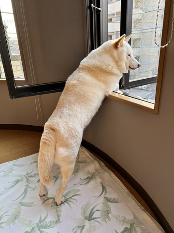 窓から外見てるワンコ横から