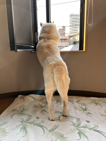 窓から外見てるワンコ後ろから