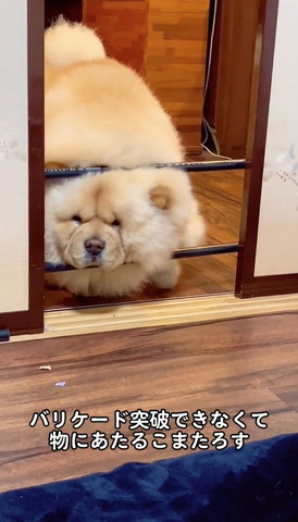 八つ当たりワンコ