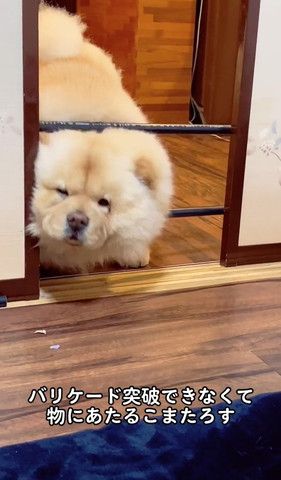 バリケードの左側に顔入れるワンコ