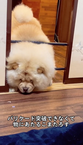 バリケードの左側に顔入れ下向くワンコ