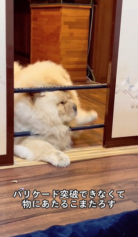 バリケートたたくワンコ