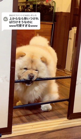 バリケードかむワンコ