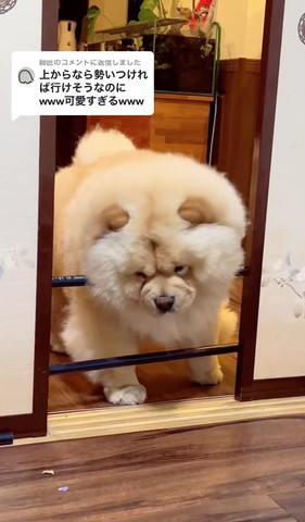 バリケードにアゴのせるワンコ