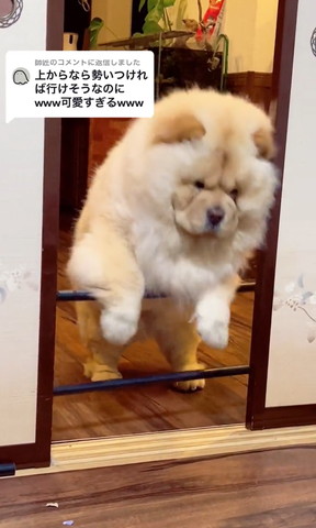 バリケード飛び越えるワンコ