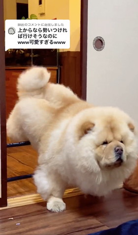 バリケード飛び越え後ろ足引っ掛る