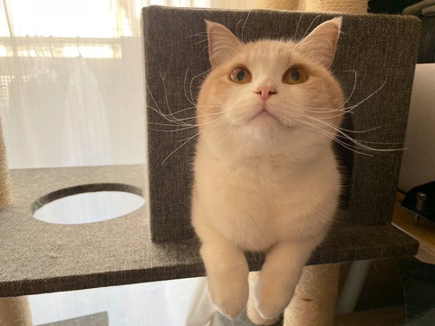 タワーから顔出す猫