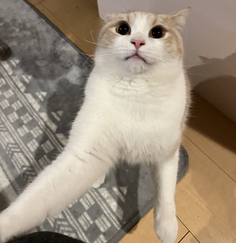 前足で呼びかける猫