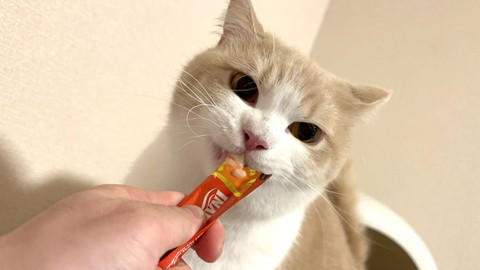 ちゅ〜る食べる猫