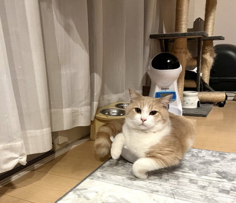 洗面器に入る猫