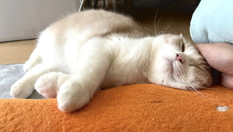 寝ながら頭なでられる猫