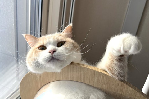 上から見てくる猫