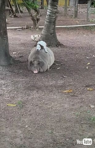 ブタさんとワンコ