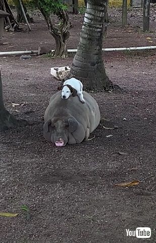 ブタさんとワンコ