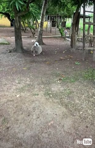 ブタさんとワンコ