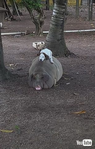 ブタさんとワンコ