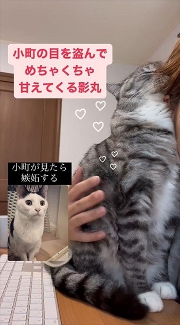 同居猫の猫の目を盗んで甘える保護猫