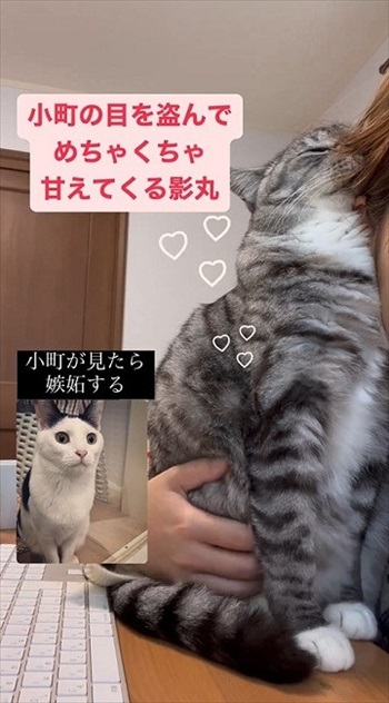 同居猫の猫の目を盗んで甘える保護猫