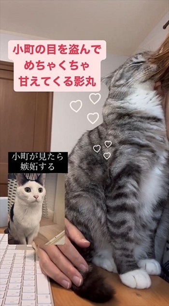 同居猫の猫の目を盗んで甘える保護猫