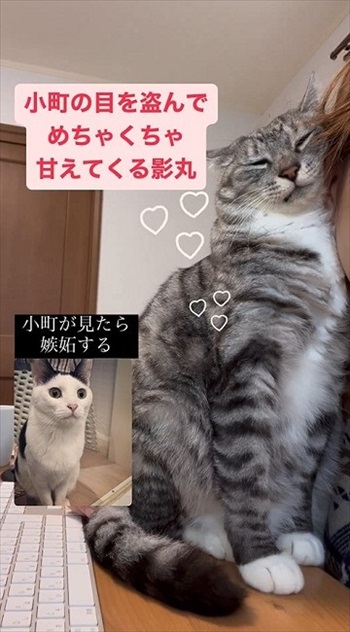 同居猫の猫の目を盗んで甘える保護猫