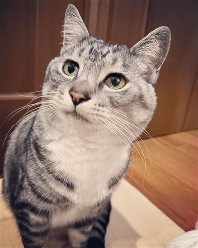 同居猫の猫の目を盗んで甘える保護猫