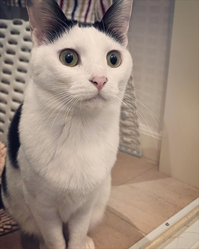 同居猫の猫の目を盗んで甘える保護猫