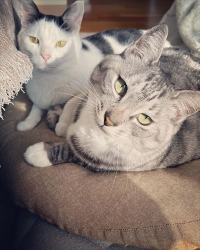 同居猫の猫の目を盗んで甘える保護猫