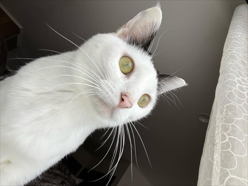 同居猫の猫の目を盗んで甘える保護猫