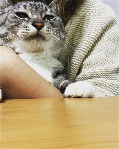 同居猫の猫の目を盗んで甘える保護猫