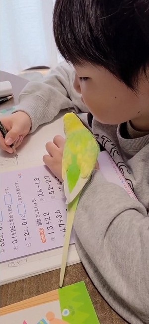 インコ