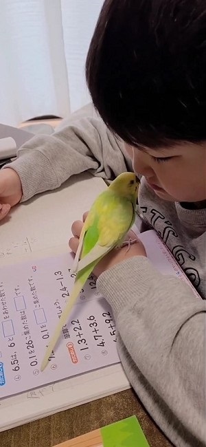 一緒に宿題するインコ