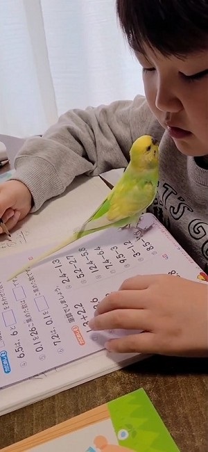 一緒に宿題するインコ