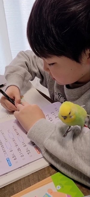 一緒に宿題するインコ